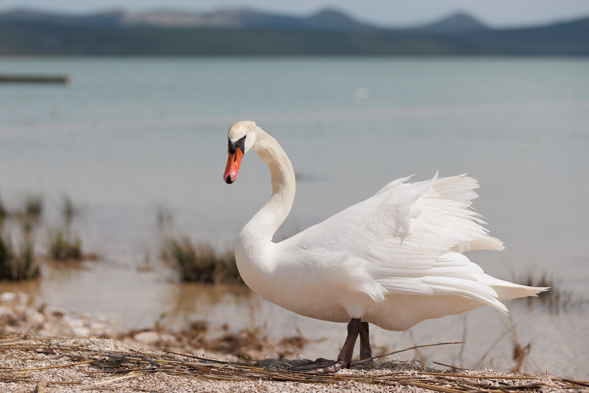 Materine užance @ kamp Crkvine, Vransko jezero Materine užance @ kamp Crkvine, Vransko jezero