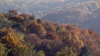 Varazdin, 301010.
Na podrucju brdovitog dijela opcine Vinice, koja je udaljena petnaest-ak kilometara od Varazdina ovih dana se moze vidjeti predivan spektar boja koje su nam dostupne samo nekoliko dana u godini.
Naime, pocetak opadanja lisca s drveca i p Varazdin, 301010.
Na podrucju brdovitog dijela opcine Vinice, koja je udaljena petnaest-ak kilometara od Varazdina ovih dana se moze vidjeti predivan spektar boja koje su nam dostupne samo nekoliko dana u godini.
Naime, pocetak opadanja lisca s drveca i p