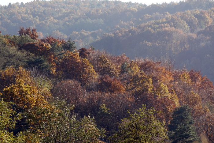 Varazdin, 301010.
Na podrucju brdovitog dijela opcine Vinice, koja je udaljena petnaest-ak kilometara od Varazdina ovih dana se moze vidjeti predivan spektar boja koje su nam dostupne samo nekoliko dana u godini.
Naime, pocetak opadanja lisca s drveca i p Varazdin, 301010.
Na podrucju brdovitog dijela opcine Vinice, koja je udaljena petnaest-ak kilometara od Varazdina ovih dana se moze vidjeti predivan spektar boja koje su nam dostupne samo nekoliko dana u godini.
Naime, pocetak opadanja lisca s drveca i p