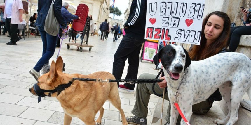 Skup podrške za NO KILL skloništa za životinje,  foto Iva Perinčić