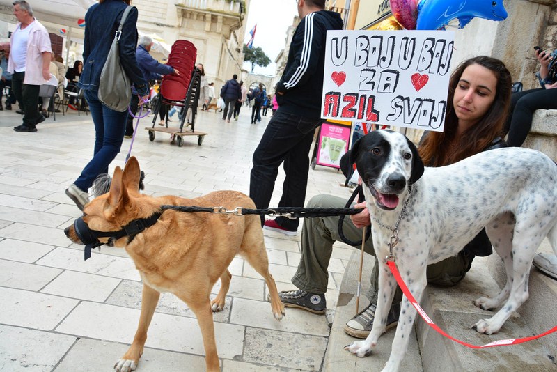 Skup podrške za NO KILL skloništa za životinje,  foto Iva Perinčić