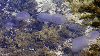 Pula, 240511.
Najezda meduza u pulskoj uvali Valkane  po imenu “Aurelia Aurita” ili u narodu poznatija kao “uhati klobuk” lako se prepoznaju po prozirnom klobuku s cetiri ljubicasta kruga. Iako ih nije ugodno vidjeti, osobito u velikom broju, ova je vrsta