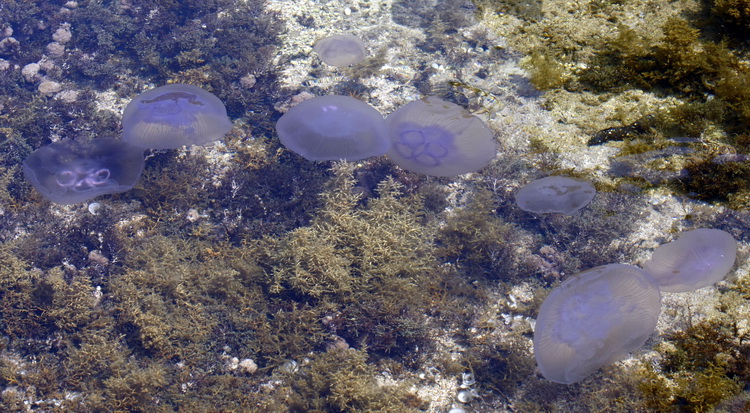 Pula, 240511.
Najezda meduza u pulskoj uvali Valkane  po imenu “Aurelia Aurita” ili u narodu poznatija kao “uhati klobuk” lako se prepoznaju po prozirnom klobuku s cetiri ljubicasta kruga. Iako ih nije ugodno vidjeti, osobito u velikom broju, ova je vrsta