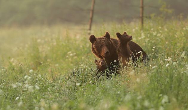 Medvjed, sjeverni Velebit