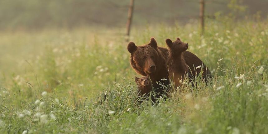 Medvjed, sjeverni Velebit