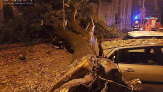 Jak vjetar srušio stablo na parkirane automobile kod OŠ Petar Preradović na Poluotoku