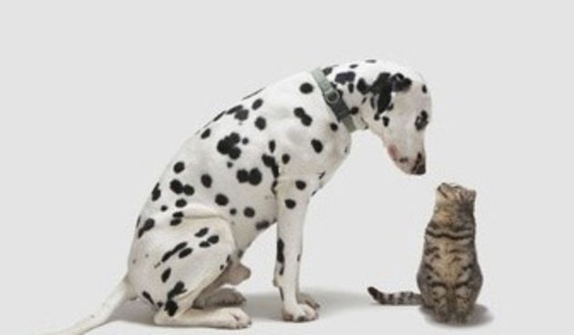 Pas i mačka (metro-portal.hr)