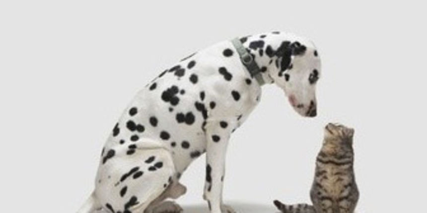 Pas i mačka (metro-portal.hr) Pas i mačka (metro-portal.hr)