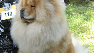 Image 1171087 (auto)