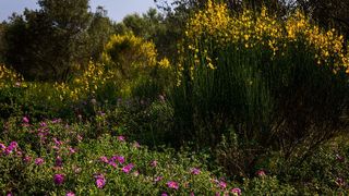 Nedjeljnja šetnja od Dikla do Pinije, Foto: Mladen Radolović Mrlja Nedjeljnja šetnja od Dikla do Pinije, Foto: Mladen Radolović Mrlja
