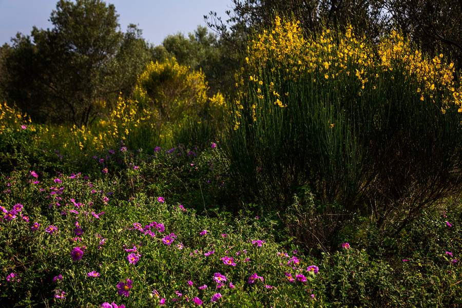 Nedjeljnja šetnja od Dikla do Pinije, Foto: Mladen Radolović Mrlja Nedjeljnja šetnja od Dikla do Pinije, Foto: Mladen Radolović Mrlja