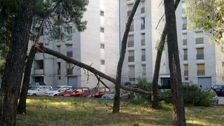 Sruseni bor u ulici Ante Starcevica