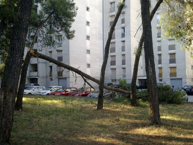 Sruseni bor u ulici Ante Starcevica