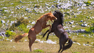 Divlji konji Velebita, foto: Leo Banic