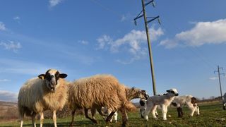 Kaštel Žegarski: Ovca potjerala vuka i ojanjila dva janjčića