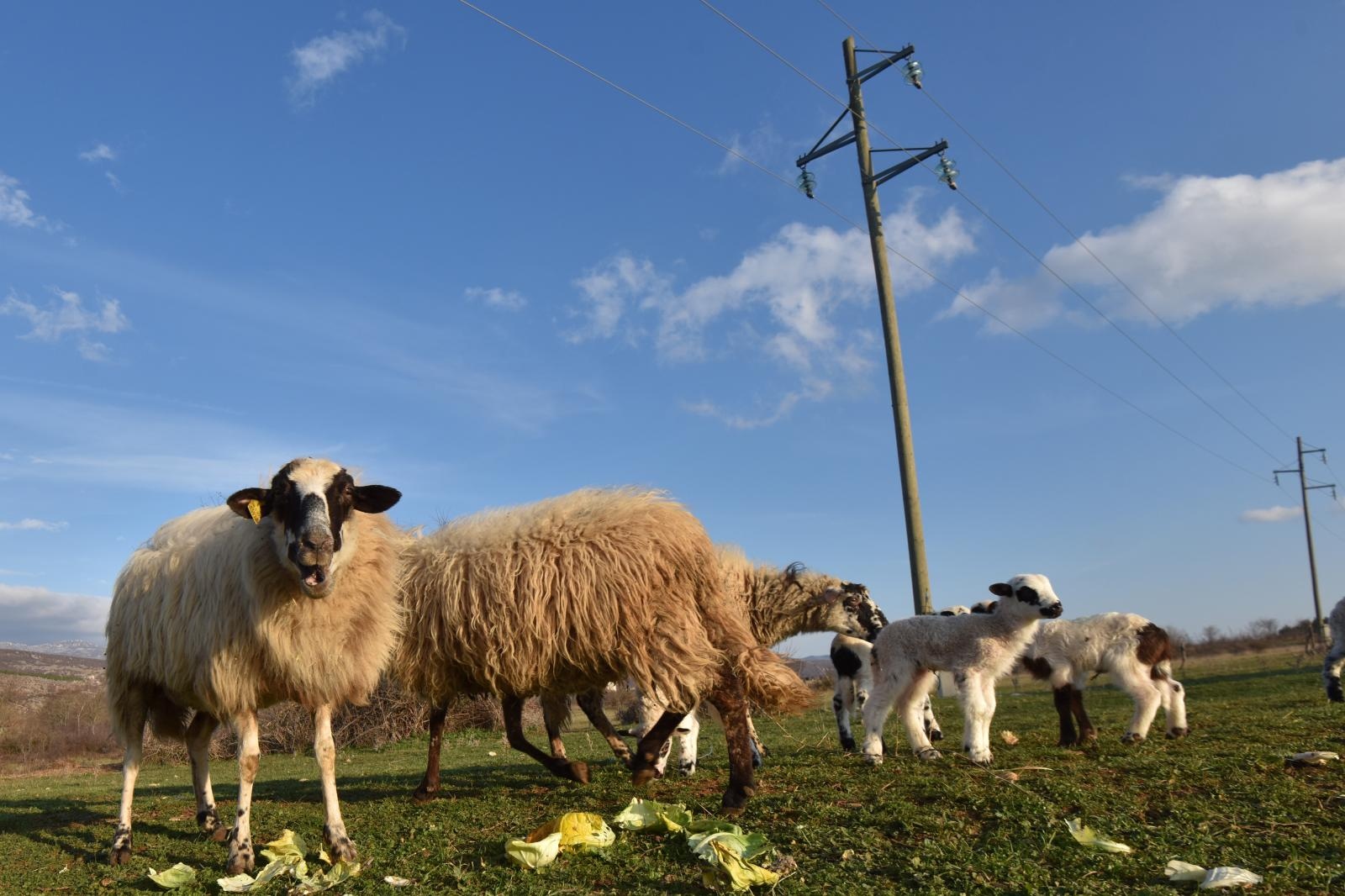 Kaštel Žegarski: Ovca potjerala vuka i ojanjila dva janjčića