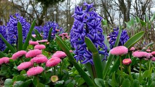 Boje i mirisi proljeća, Foto: CROPIX