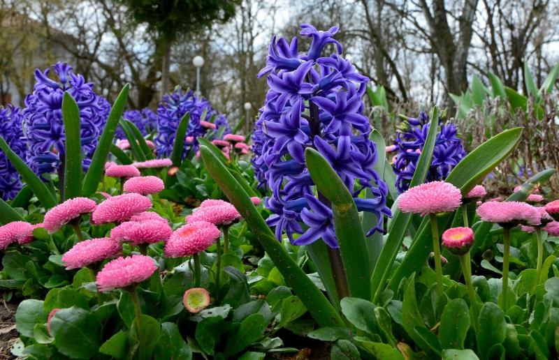 Boje i mirisi proljeća, Foto: CROPIX