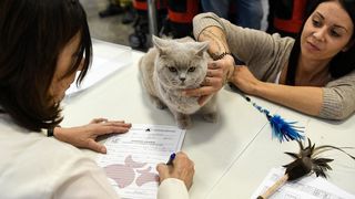 Međunarodna izložba mačaka