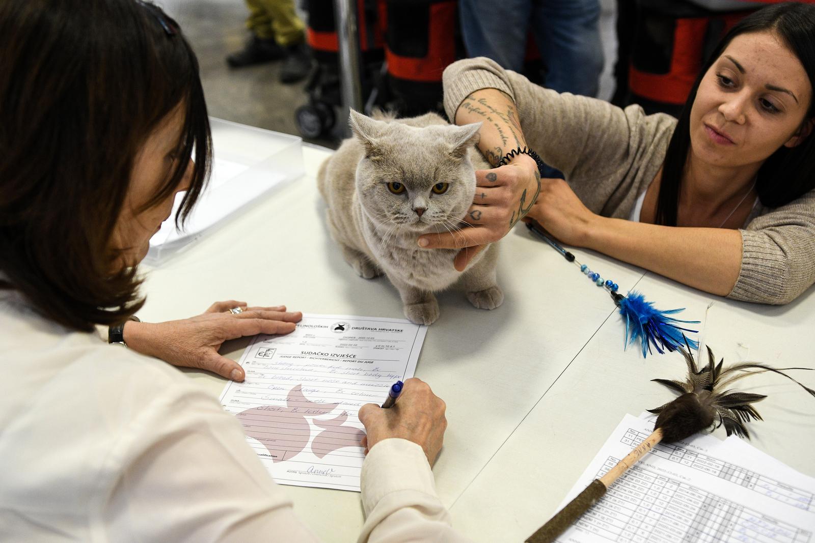 Međunarodna izložba mačaka
