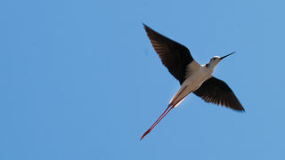 Solana Nin, berba soli, foto: Leo Banić