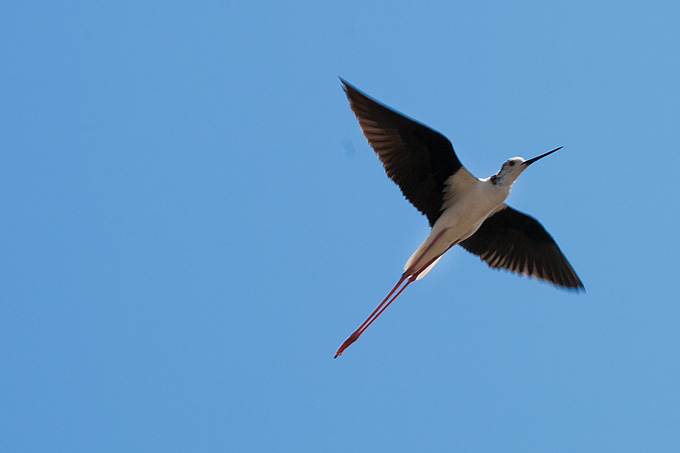 Solana Nin, berba soli, foto: Leo Banić