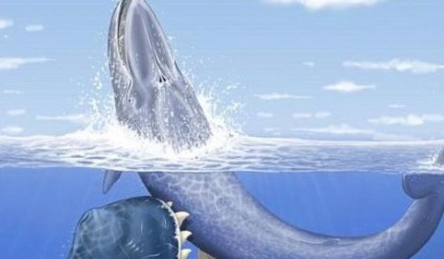 Kit (Metro-portal.hr)