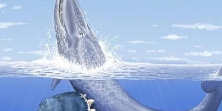 Kit (Metro-portal.hr) Kit (Metro-portal.hr)