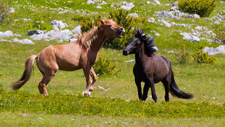 Divlji konji Velebita, foto: Leo Banic