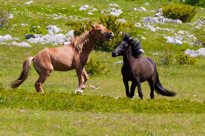 Divlji konji Velebita, foto: Leo Banic
