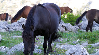 Velebitski divlji konji, Foto: Leo Banić