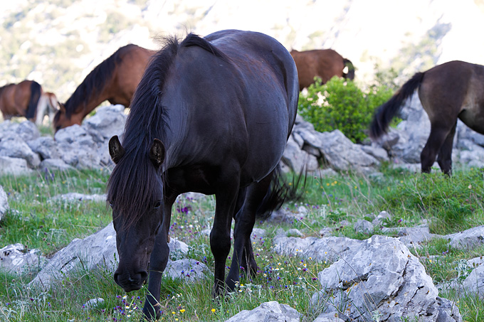 Velebitski divlji konji, Foto: Leo Banić