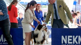 Međunarodna izložba pasa CACIB 2023