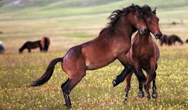 livanjski divlji konji, foto:prijedor24.com