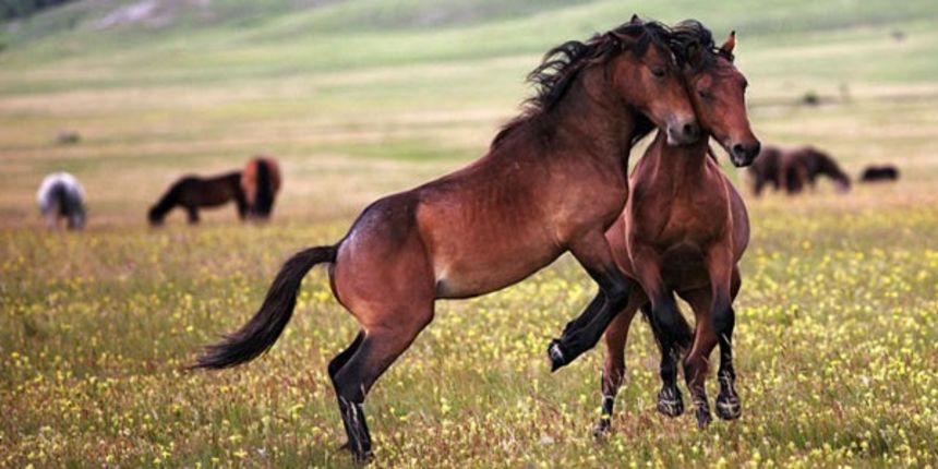 livanjski divlji konji, foto:prijedor24.com