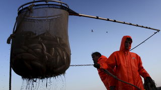 Zadar, 211009.
Brod Bruno tvrtke Dalmacija ribolov iz Zadra dva je dana lovio srdele  u akvatoriju Losinja i Dugog otoka.
Na fotografiji: Ante Cosic i Ante Mindoljevic purarom vade ribu iz mora.
Foto: Vladimir Ivanov / CROPIX