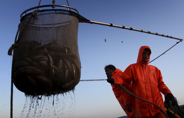Zadar, 211009.
Brod Bruno tvrtke Dalmacija ribolov iz Zadra dva je dana lovio srdele  u akvatoriju Losinja i Dugog otoka.
Na fotografiji: Ante Cosic i Ante Mindoljevic purarom vade ribu iz mora.
Foto: Vladimir Ivanov / CROPIX
