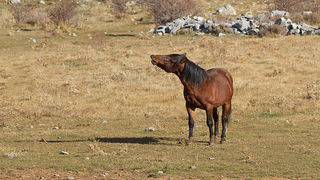 Velebitski divlji konji, Foto: Leo Banić