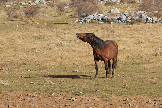 Velebitski divlji konji, Foto: Leo Banić