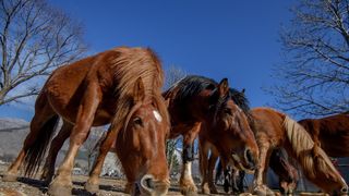 Veliko Rujno: Drago Krapić vlasnik je pedesetak konja koji obitavaju na velebitskim pašnjacima
