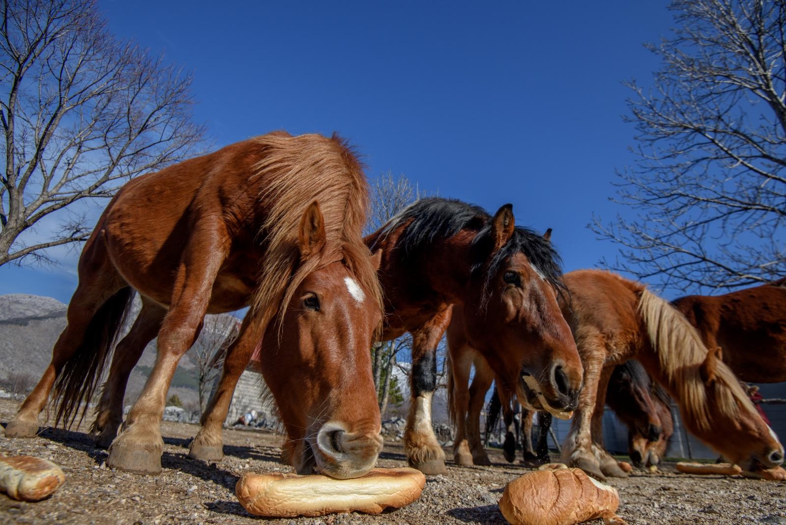 Veliko Rujno: Drago Krapić vlasnik je pedesetak konja koji obitavaju na velebitskim pašnjacima