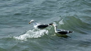Južina u Zadru 18. ožujka 2012., Foto: Leonard Kvarantan Južina u Zadru 18. ožujka 2012., Foto: Leonard Kvarantan
