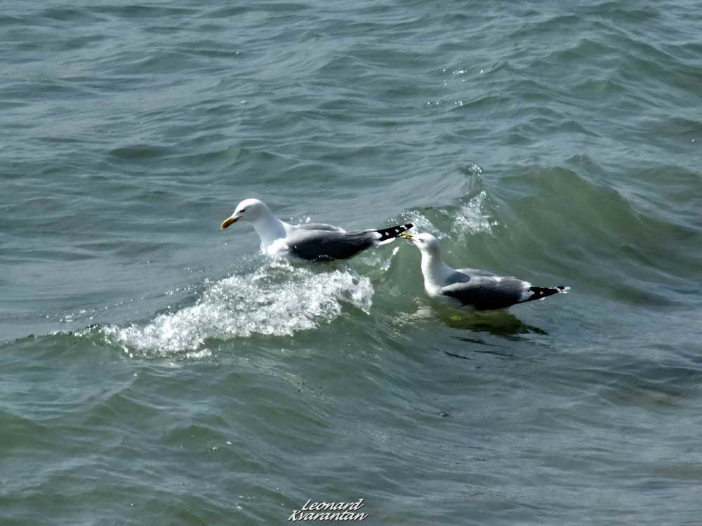 Južina u Zadru 18. ožujka 2012., Foto: Leonard Kvarantan Južina u Zadru 18. ožujka 2012., Foto: Leonard Kvarantan