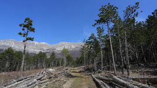 16.03.2014., Juzni Velebit – Topljenje snijega na Juznom Velebitu i procvjetani prvi planinski cvjetovi u ranom proljecu najavljuju skorasnje toplije vrijeme. Photo: Filip Brala/PIXSELL Autor Filip Brala/PIXSELL Ključne riječi rekreacija, planina, pro 16.03.2014., Juzni Velebit – Topljenje snijega na Juznom Velebitu i procvjetani prvi planinski cvjetovi u ranom proljecu najavljuju skorasnje toplije vrijeme. Photo: Filip Brala/PIXSELL Autor Filip Brala/PIXSELL Ključne riječi rekreacija, planina, pro