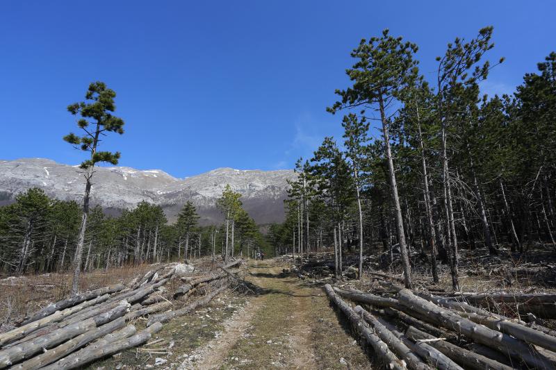 16.03.2014., Juzni Velebit – Topljenje snijega na Juznom Velebitu i procvjetani prvi planinski cvjetovi u ranom proljecu najavljuju skorasnje toplije vrijeme. Photo: Filip Brala/PIXSELL Autor Filip Brala/PIXSELL Ključne riječi rekreacija, planina, pro 16.03.2014., Juzni Velebit – Topljenje snijega na Juznom Velebitu i procvjetani prvi planinski cvjetovi u ranom proljecu najavljuju skorasnje toplije vrijeme. Photo: Filip Brala/PIXSELL Autor Filip Brala/PIXSELL Ključne riječi rekreacija, planina, pro