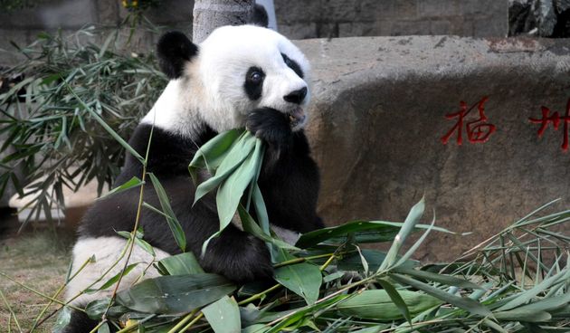 Pan Pan najstarima muška panda