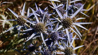 Sličice s Paga i Tulovih greda