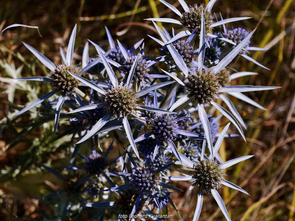 Sličice s Paga i Tulovih greda