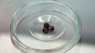 Izložba ‘Hrvatski Apoksiomen’ (foto: A. Gospić)