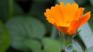 Priroda, cvijece, livada, sparoge, foto: Leo Banic